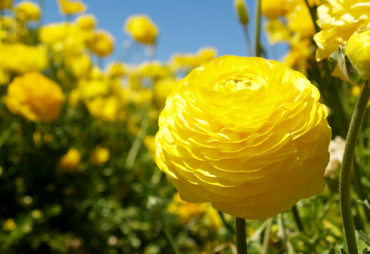 739642 (a): :2200x1508